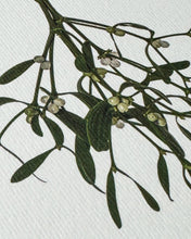 Load image into Gallery viewer, Mistletoe