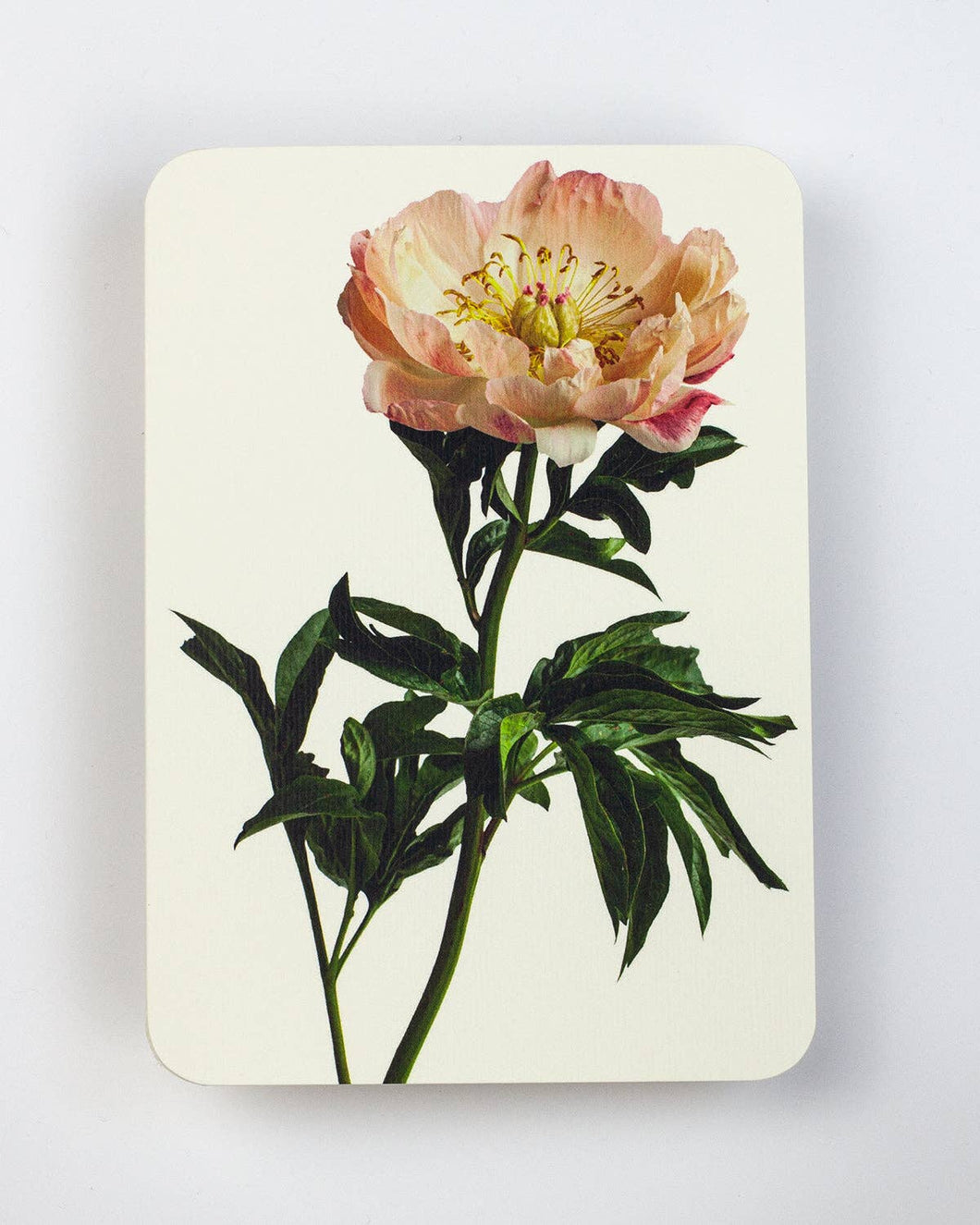 Peony