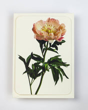 Load image into Gallery viewer, Peony
