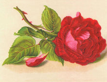 Load image into Gallery viewer, Rose
