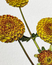 Load image into Gallery viewer, Dahlia
