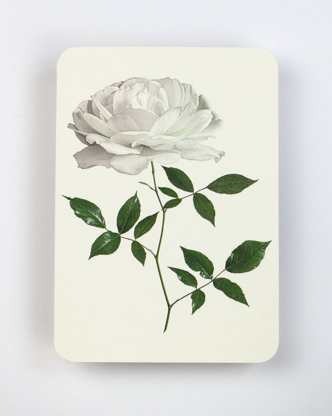 White Rose