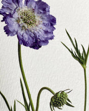 Load image into Gallery viewer, Scabiosa
