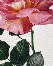 Load image into Gallery viewer, Pink Rose
