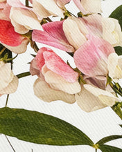 Load image into Gallery viewer, Pink Sweet Peas
