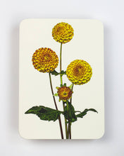 Load image into Gallery viewer, Dahlia
