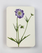 Load image into Gallery viewer, Scabiosa
