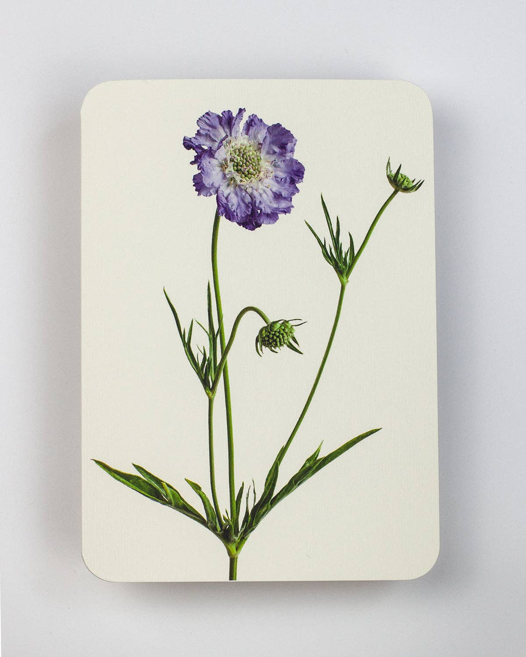 Scabiosa