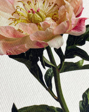 Load image into Gallery viewer, Peony
