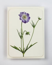 Load image into Gallery viewer, Scabiosa
